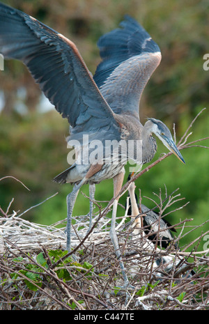 Immature, grand héron, nid, testing, ailes, Ardea herodias, Florida, USA, Amérique du Nord, les oiseaux, les animaux, l'Amérique, les jeunes Banque D'Images