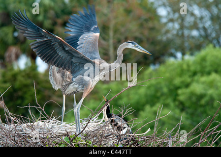 Immature, grand héron, nid, testing, ailes, Ardea herodias, Florida, USA, Amérique du Nord, les oiseaux, les animaux, l'Amérique, les jeunes Banque D'Images