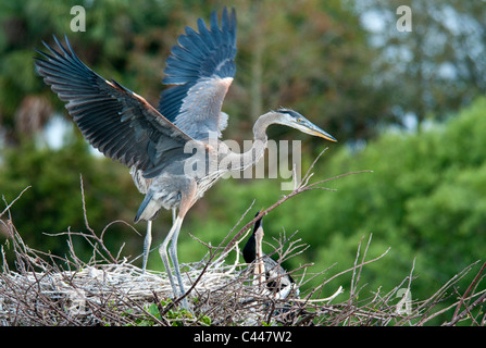 Immature, grand héron, nid, testing, ailes, Ardea herodias, Florida, USA, Amérique du Nord, les oiseaux, les animaux, l'Amérique, les jeunes Banque D'Images