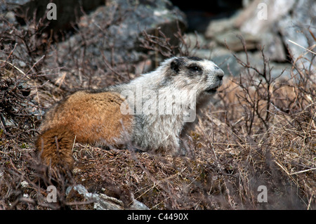 La marmotte, Denali National Park, Alaska, Amérique du Nord, des animaux, de l'USA, Marmot, portrait Banque D'Images