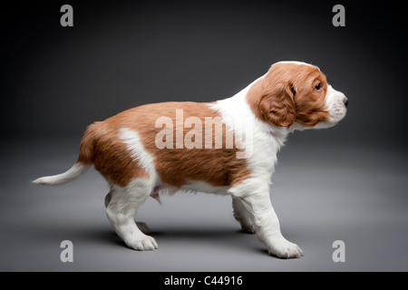 Welsh Springer Spaniel chiots. Banque D'Images