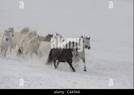 Poney Connemara (Equus ferus caballus), troupeau de juments dans un galop sur neige. Banque D'Images