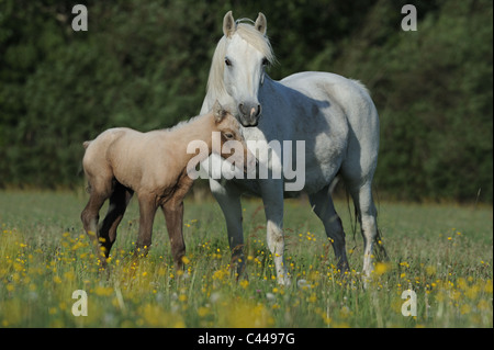 Poney Connemara (Equus ferus caballus), mare avec poulain dans un pré. Banque D'Images