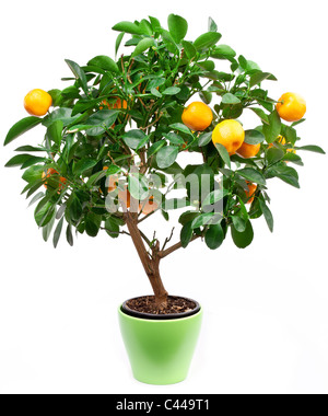 Petites mandarines arbre sur fond blanc. Banque D'Images