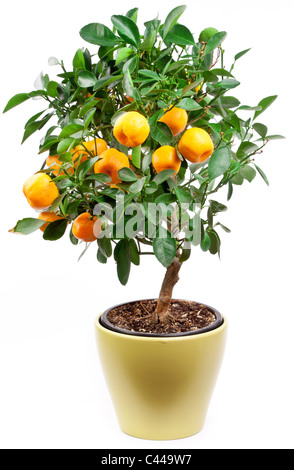 Petites mandarines arbre sur fond blanc. Banque D'Images