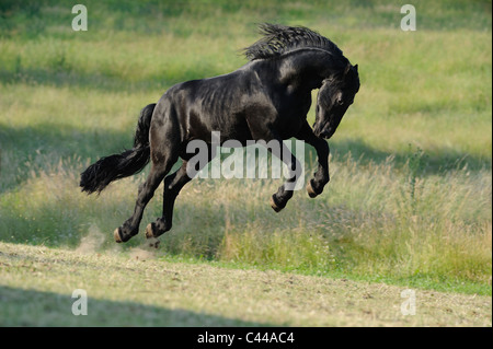 Cheval frison (Equus ferus caballus). Tronçonnage étalon sur une prairie. Banque D'Images