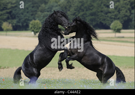 Cheval frison (Equus ferus caballus). Des combats d'étalons. Banque D'Images