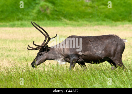 Le caribou de la toundra Rangifer tarandus, Alaska Wildlife Conservation Center, USA, Amérique du Nord, le caribou, animal, portrait Banque D'Images