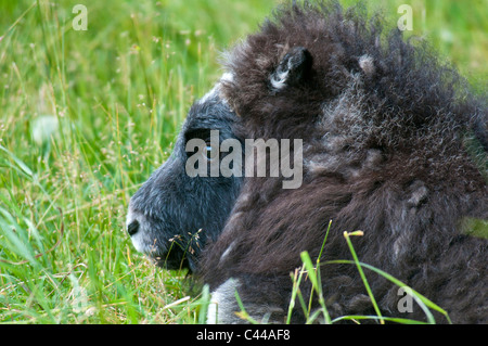 Bébé le bœuf musqué, Ovibos moschatos, Alaska Wildlife Conservation Center, en Amérique du Nord, d'un animal, le boeuf musqué, portrait Banque D'Images