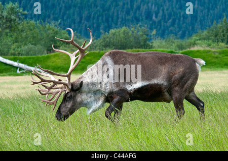 Le caribou de la toundra Rangifer tarandus, Alaska Wildlife Conservation Center, USA, Amérique du Nord, le caribou, animal, portrait Banque D'Images