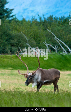 Le caribou de la toundra Rangifer tarandus, Alaska Wildlife Conservation Center, USA, Amérique du Nord, le caribou, animal Banque D'Images