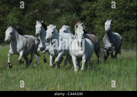 Poney Connemara (Equus ferus caballus), troupeau de galoper sur un pré. Banque D'Images