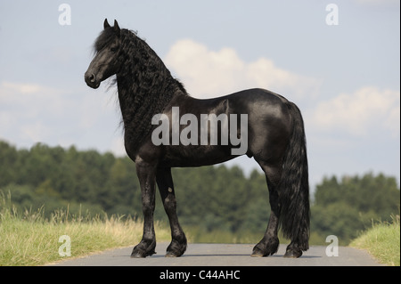Cheval frison (Equus ferus caballus). Stallion debout sur une route, cut-out. Banque D'Images