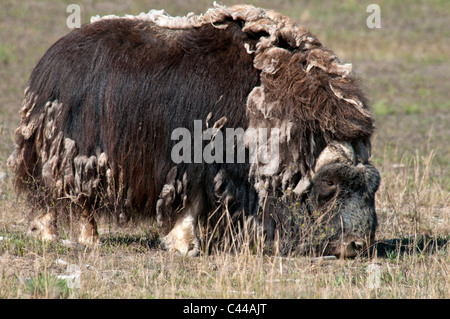 Le bœuf musqué, Ovibos moschatos, Réserve faunique du Yukon, Canada, Amérique du Nord, l'animal, l'un, manger Banque D'Images