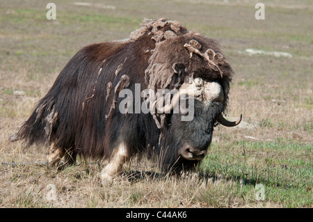 Le bœuf musqué, Ovibos moschatos, Réserve faunique du Yukon, Canada, Amérique du Nord, l'animal, l'un, portrait Banque D'Images