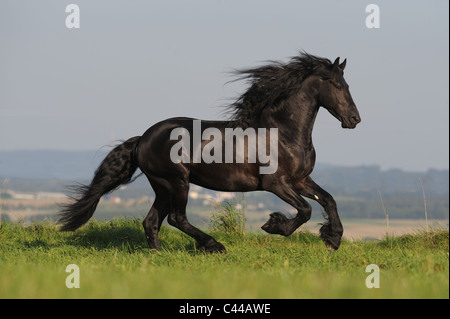 Cheval frison (Equus ferus caballus). Stallion dans un galop sur un pré. Banque D'Images