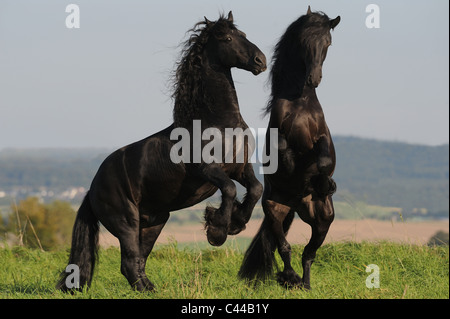 Cheval frison (Equus ferus caballus). Des combats d'étalons. Banque D'Images