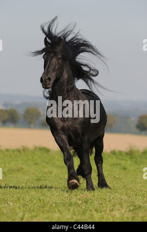 Cheval frison (Equus ferus caballus). Stallion dans un galop sur un pré. Banque D'Images