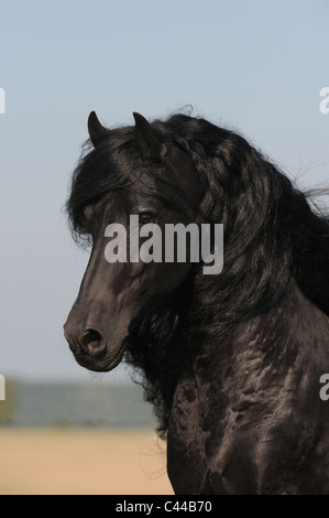 Cheval frison (Equus ferus caballus). Portrait d'un étalon. Banque D'Images