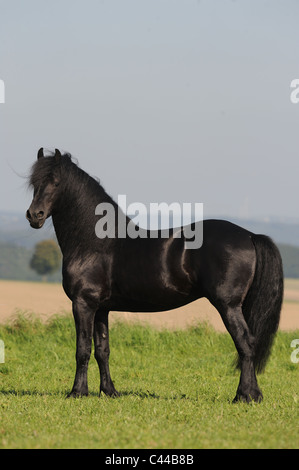 Cheval frison (Equus ferus caballus). Stallion debout sur un pré. Banque D'Images