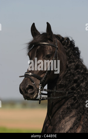 Cheval frison (Equus ferus caballus). Portrait d'une mare avec Pelham bit. Banque D'Images