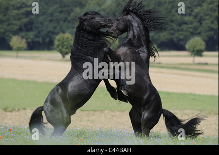 Cheval frison (Equus ferus caballus). Des combats d'étalons. Banque D'Images