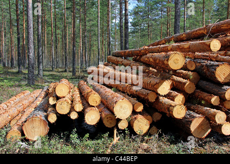 Coupés et empilés dans la forêt de pin Banque D'Images