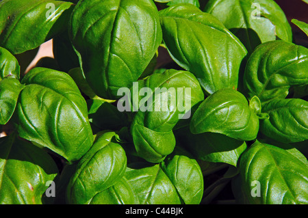 Basilic (Sweet Genovese) croissant dans un pot. Banque D'Images