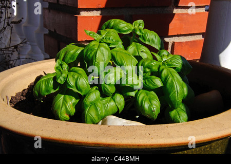 Basilic (Sweet Genovese) croissant dans un pot patio, Calypso, Costa del Sol, la province de Malaga, Andalousie, Espagne, Europe de l'Ouest. Banque D'Images