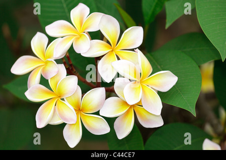 Fleur de frangipanier jaune avec des feuilles Banque D'Images