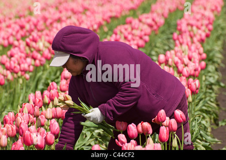 Un adulte travailleur féminin rassemble des tulipes dans un champ rempli de fleurs roses fleurs tulipes. Banque D'Images