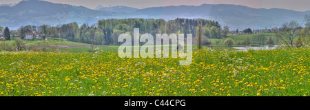 Ferme, fleurs, printemps, Hombrechtikon, cerisiers, arbres, Lutzelsee, lac, bois, forêt, prairie, lacs, le canton de Zurich, Switzerl Banque D'Images