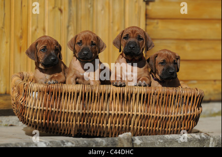 Le Rhodesian Ridgeback (Canis lupus familiaris). Trois chiots dans un panier. Banque D'Images