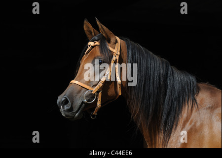 Cheval Arabe pur-sang (Equus ferus caballus), portrait d'une jument baie avec bride et snaffle bit. Banque D'Images