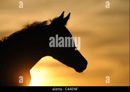 Cheval Arabe pur-sang (Equus ferus caballus). Poulain silhouetté contre le soleil couchant. Banque D'Images