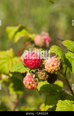 Mûres et framboises pas mûres et les feuilles sur la branche Banque D'Images