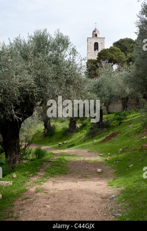 Le clocher de l'Église grecque orthodoxe de Saint Elias s'élève au-dessus des oliviers sur les pentes du mont Thabor, dans le nord d'Israël. Banque D'Images