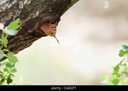 Huppe fasciée femelle à la recherche de son nid dans un arbre Banque D'Images
