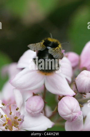 Au début, les bourdons Bombus pratorum, Apidae, Hyménoptères. Travailleur. Banque D'Images