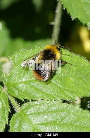 Début de bourdon (Bombus pratorum mâle),, Apinae, Apidae, Apoidea, Apocrita, Hyménoptères. Banque D'Images