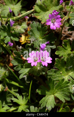 Géranium sanguin Geranium pyrenaicum, bocage, Géraniacées. La fleur sauvage. Banque D'Images