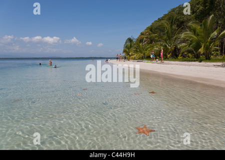 Starfish Beach, l'Île de Colon, Bocas del Toro, PANAMA Banque D'Images