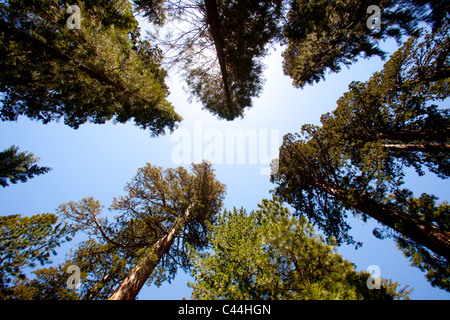 De grands arbres en Californie shot photographié sur un objectif ultra grand angle Banque D'Images