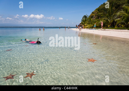 Starfish Beach, l'Île de Colon, Bocas del Toro, PANAMA Banque D'Images