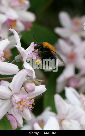 Tree bourdon, Bombus hypnorum, Apidae, Hyménoptères. Banque D'Images