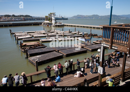 Vue depuis la promenade surélevée de la mer lion à pontons Pier 39, Fisherman's Wharf, San Francisco Banque D'Images