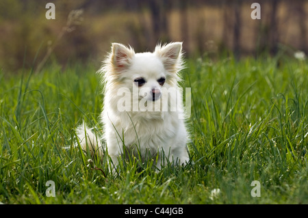 Chihuahua à poil long alerte Sitting in Meadow dans Floyd Comté (Indiana) Banque D'Images