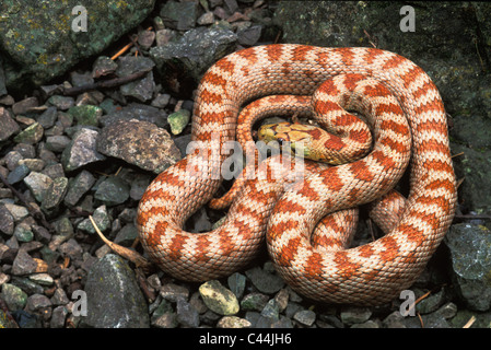 Serpent Zamenis situla, Leopard, forme inhabituelle avec peu ou pas de pigment noir. Malte. Banque D'Images