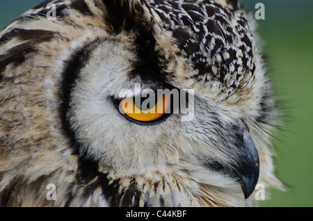 Close up of an Indian Eagle Owl Banque D'Images