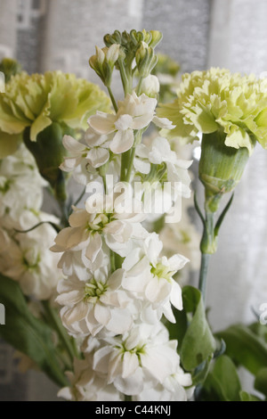 Les stocks et les chrysanthèmes en fleur afficher Banque D'Images